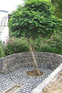 IMG 1212
