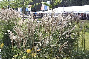 IMG 7513
