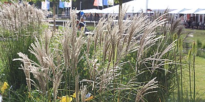 IMG 7513